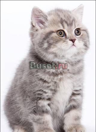Элитные британские котята Москва