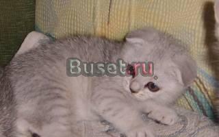 Котята Новосибирск