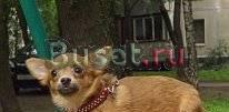 Чихуахуа щенки Москва