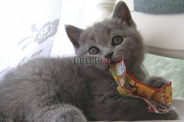 Британские голубые котята, Бельгийские линии Москва