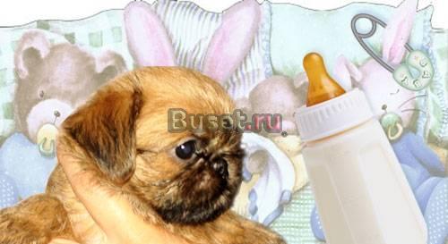 Щенки брюссельского гриффона Москва