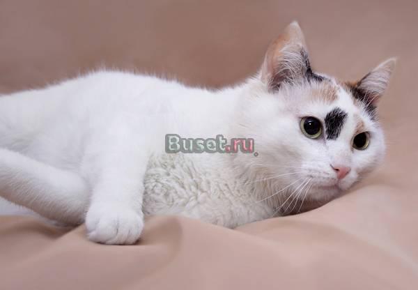 Толстенькая Бланш-кошка-мечта (2 г.) Москва