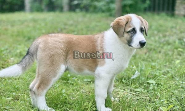 Щенок-мальчик, бело-рыжий, 2 мес., в дар Голицино