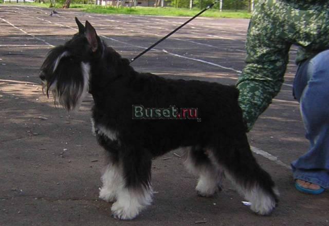 Цвергшнауцер. Щенки от титулованных производителей Волгоград