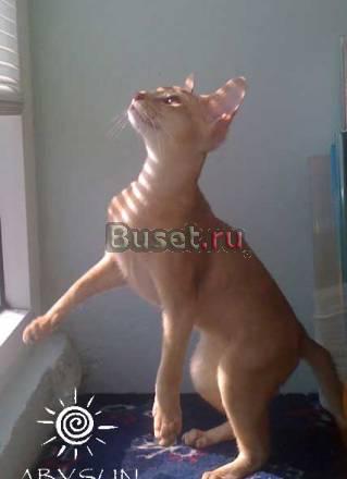 Абиссинский котик Москва