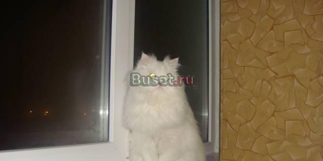 Вязка Курчатов