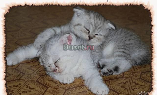 Котята Тверь