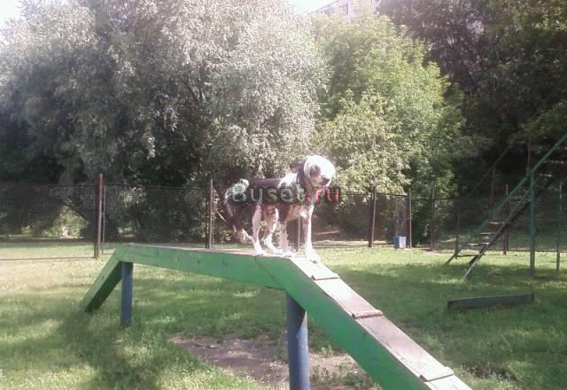 Дрессировка собак Москва