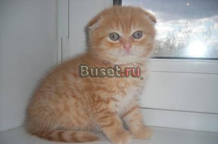 Выставка-продажа котят и щенков 10-11 июля Москва
