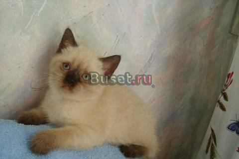 Скоттиши котики 2месколорПойнты,голубые Москва