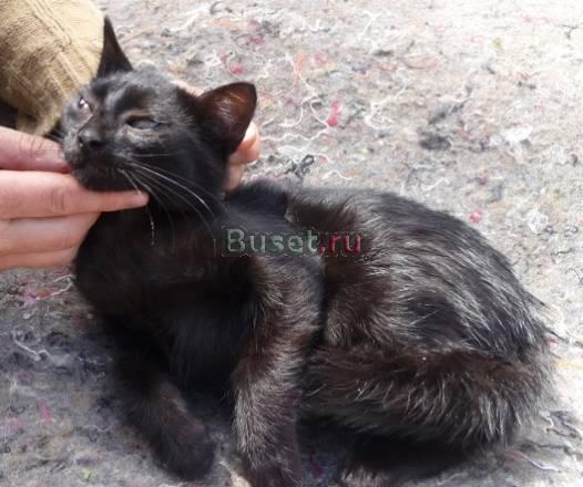 Черный котенок (4 месяца) в дар Москва