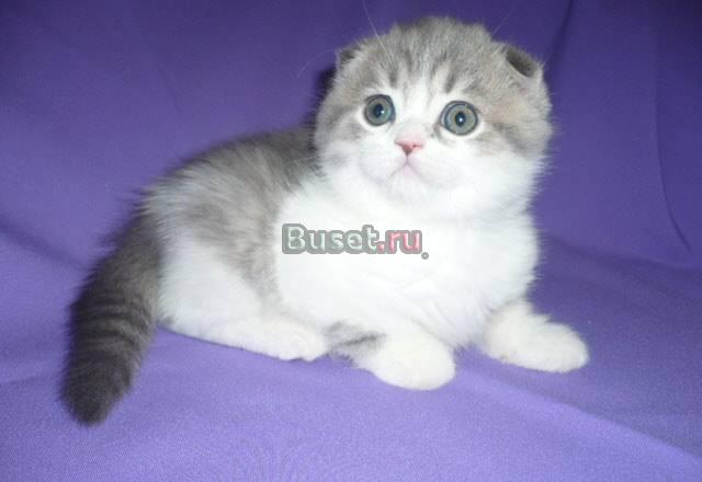 Шотландский котик биколорчик Москва