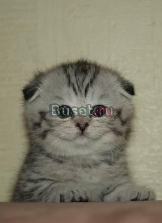 Шотландские Вислоухие  котята Вискас,Шиншила Москва