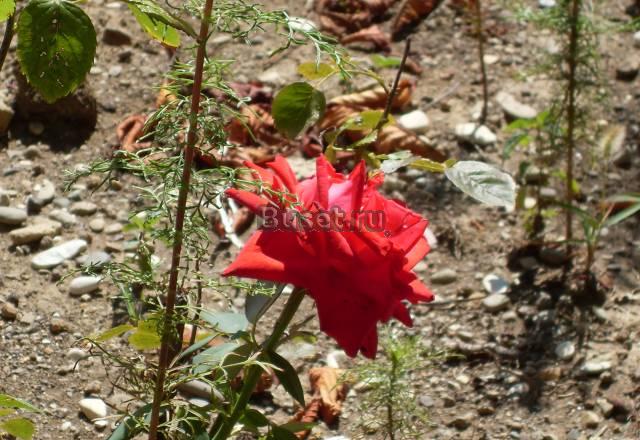 Организация свадеб  юбилеев корпоративных вечеров Рязань