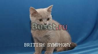 Британские котята из питомника "british symphony" Москва