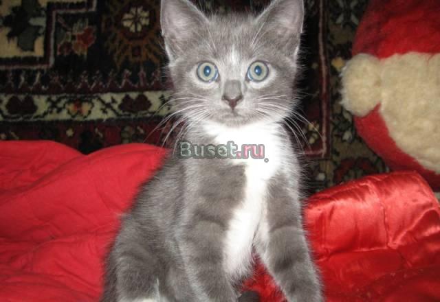 Отдаем в добрые руки котят, мальчиков, 2 мес Москва