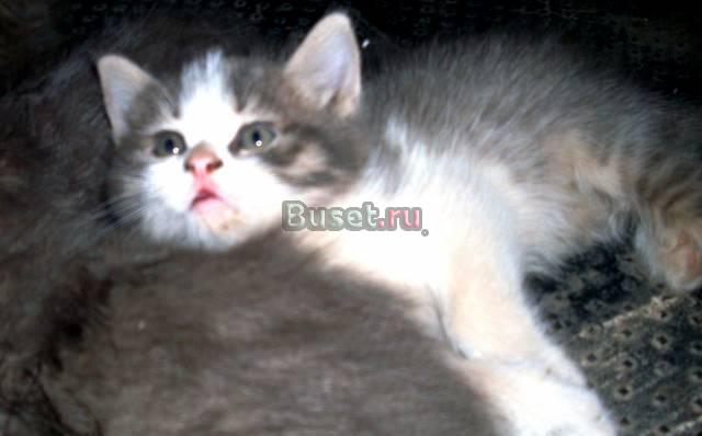 Британцы Челябинск