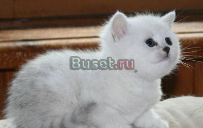 Британские котята серебристые шиншиллы Москва