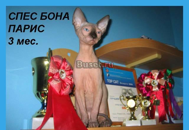 Канадские котята сфинксы голенькие абсолютно Москва