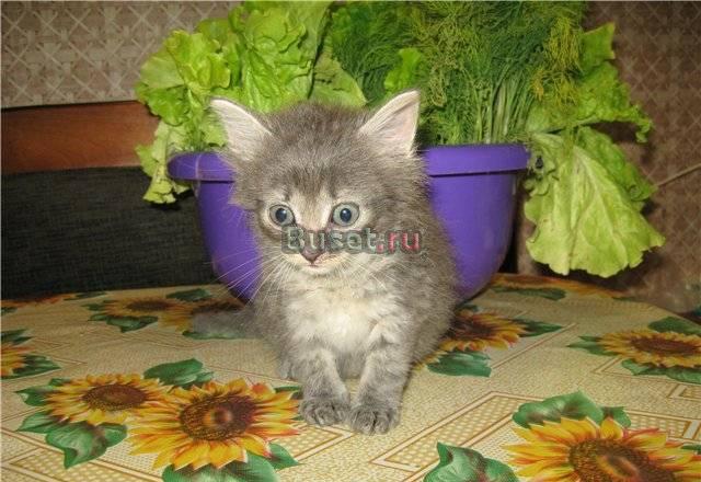 4 котенка-пухнастика, возраст 1,5 месяца Москва