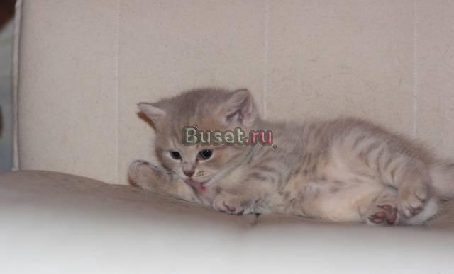 Британский котенок Москва