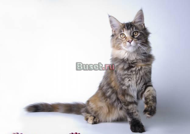 Котята мейн кун Москва
