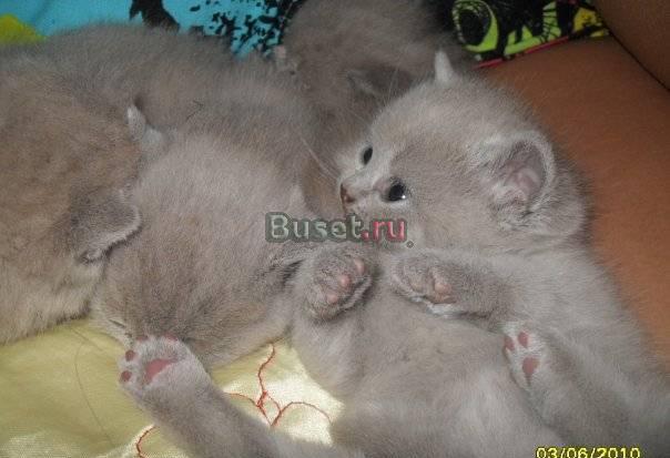 Котята Санкт-Петербург