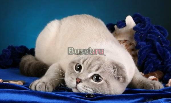 Голубой линкс-поинт с ярко синими глазами Санкт-Петербург
