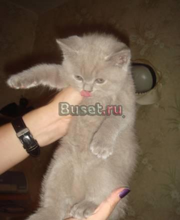 Британские котята Москва