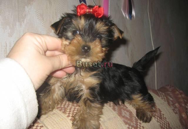 Йорк симпатичная девочка для души Санкт-Петербург