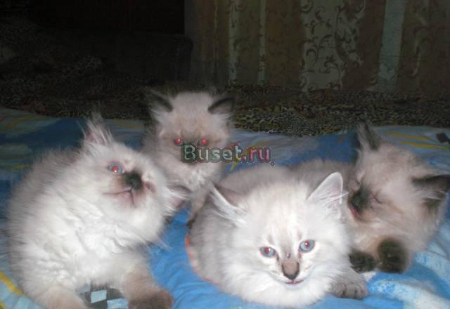 Невские маскарадные(сибирские)котята Санкт-Петербург