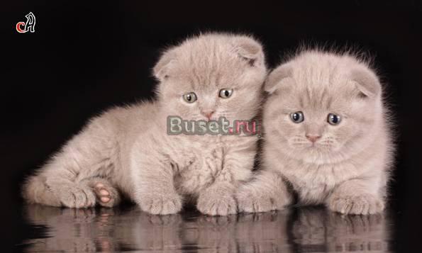 Шотландские вислоухие котята Санкт-Петербург