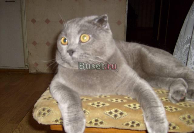 Британский котик голубого окраса (Вязка) Москва