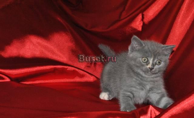 Шотландские плюшевые котята Санкт-Петербург