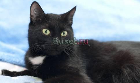 Ильза - кошка с французским маникюром Москва