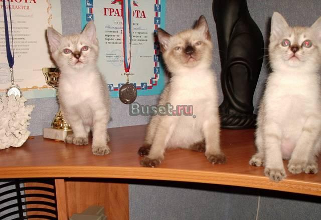 Котята Ростов-на-Дону