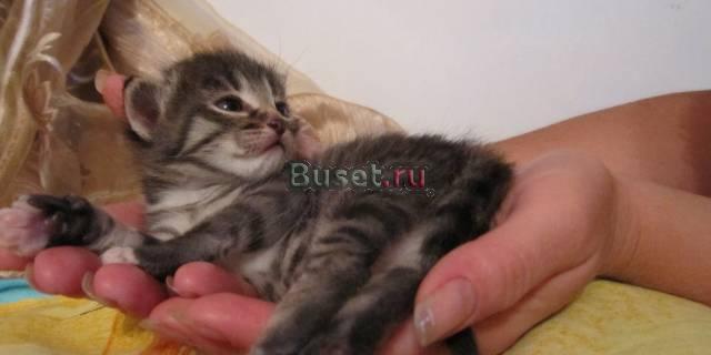 Котята Нижний Новгород