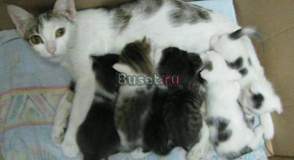 Котятки 1 мес в ответственные руки Москва