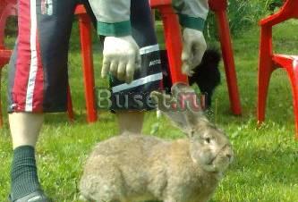 Немецкий ризен- молодняк породы от 2-х месяцев Бронницы