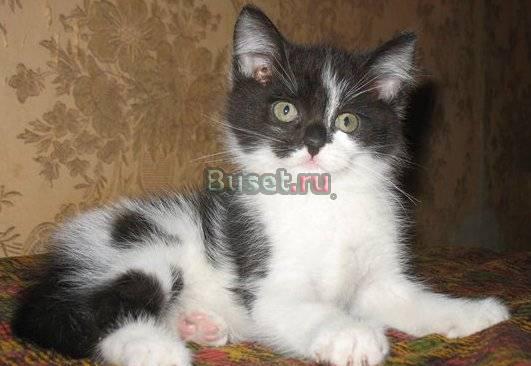 Самый игривый котенок Роналдо почти даром Москва