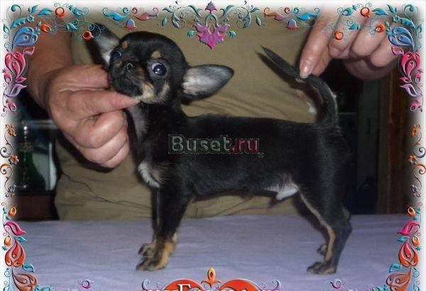 Элитные щенки чихуахуа от титулованных родителей Москва