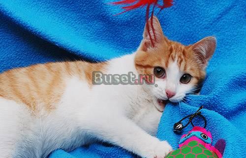 Котёнок рыжий и симпатичный станет Вашим другом Москва