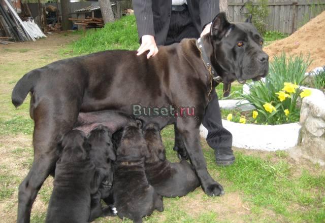 Кане корсо Мытищи