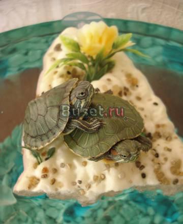 2 красноухие черепашки+аквариум Москва