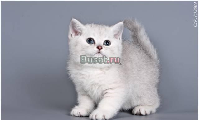 Серебристые британцы Москва
