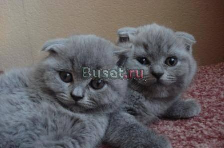 Симпатичные котята ждут своих хозяев Нижний Новгород
