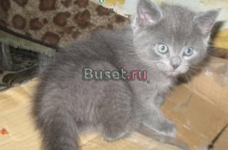 Русские голубые и Голубые Нибелунги Москва