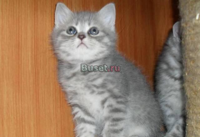 Шикарные британские плюшевые котята "вискас" Москва
