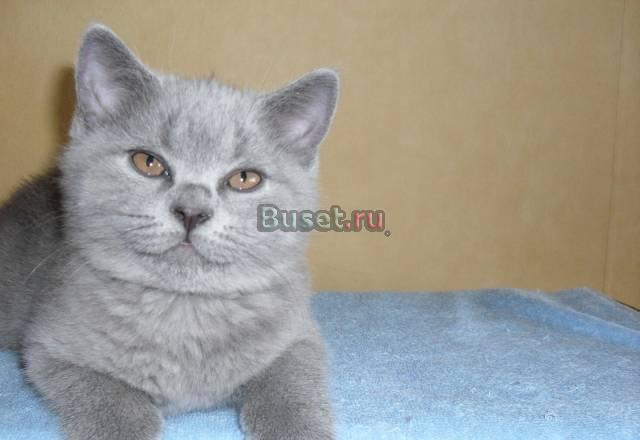 Британский котёнок Девочка Москва