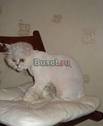 Стрижка кота, кошки, котенка Москва